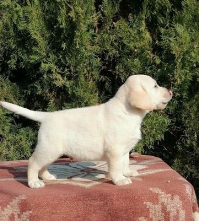 tenci labrador retrivera